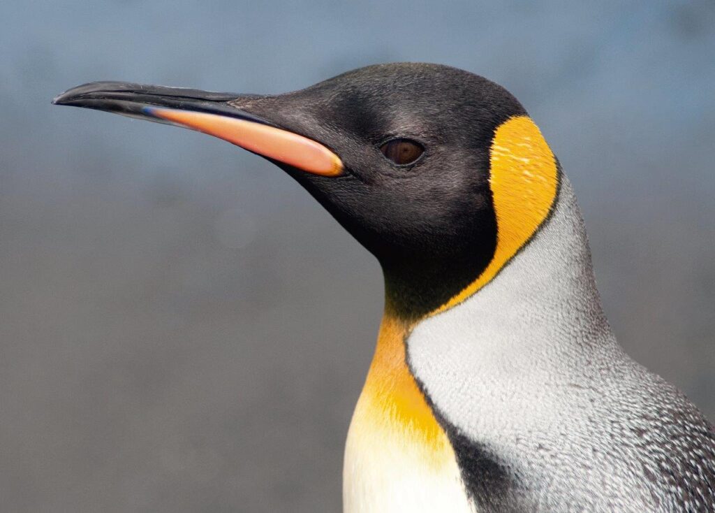 Faces from the Southern Ocean: Wildlife Photography by J.J. L’Heureux ...